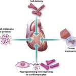 stem-cell