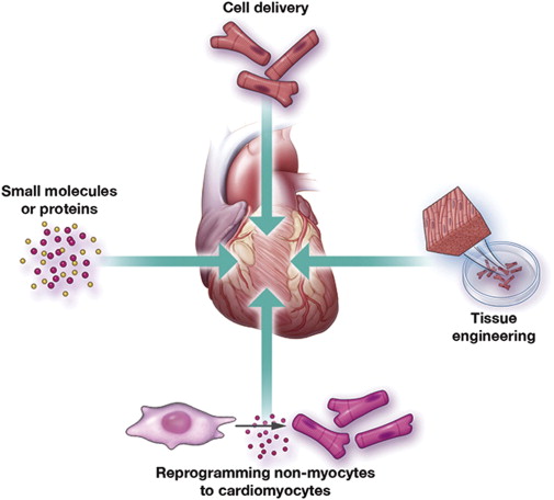 stem-cell